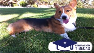 crianza de cachorros